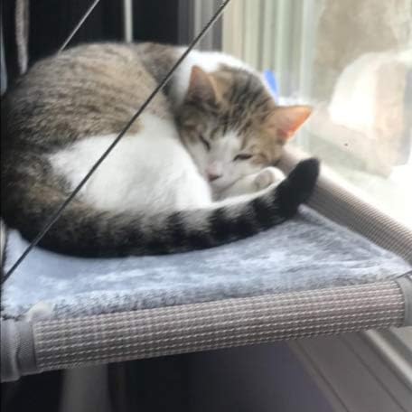 Cat Bed Window, Cat Window Hammock Window Perch, Safety Cat Shelves Space